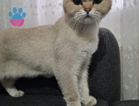 Golden  brithiş kedi dişi