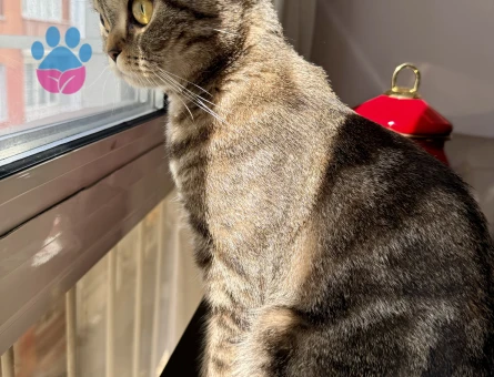 Scottish Fold 1 Yaşında Kızıma Damat Arıyorum