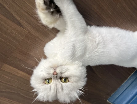 Scottish Fold Kızıma Eş Arıyorum Kızgınlıkta - 118975133
