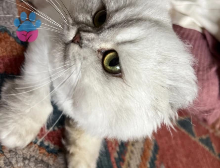 Scottish Fold Kızıma Eş Arıyorum Kızgınlıkta