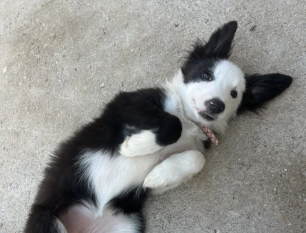 Border Collie Kızım Eş Arıyor - 118975134