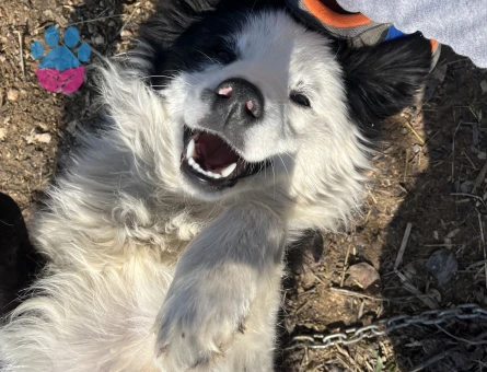 Border Collie Kızım Eş Arıyor