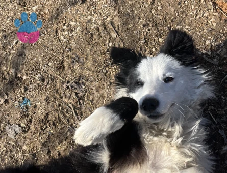 Border Collie Kızım Eş Arıyor