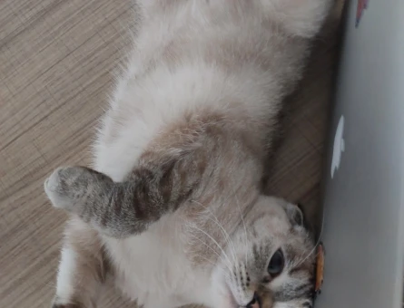 Scottish Fold 1 Yaşında Kedim Eş Arıyor - 118975135