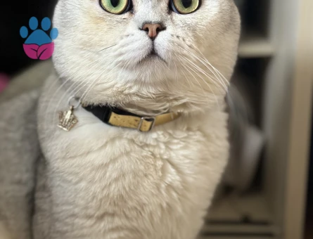 2 Yaşında british shorthair kedime eş arıyorum