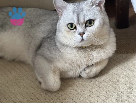 2 Yaşında british shorthair kedime eş arıyorum