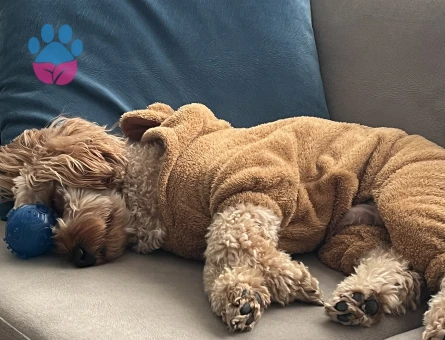 Maltipoo 1 Yaşında Köpeğim Eş Arıyor