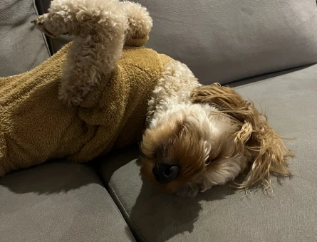 Maltipoo 1 Yaşında Köpeğim Eş Arıyor - 118975139