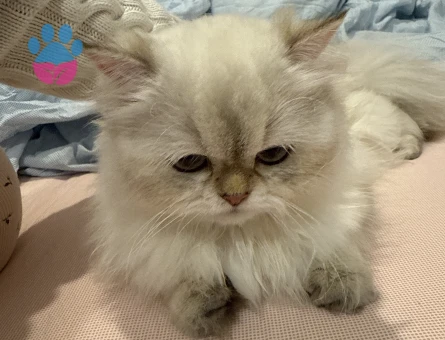 British longhair dişi kedi çiftleştirme