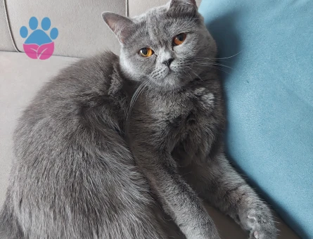 British Shorthair 1 Yaşında Kızgınlıkta