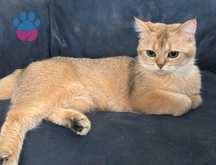 2,5 yaşında dişi British Shorthair eş arıyoruz