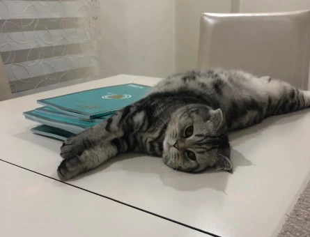 Scottish Fold Shorthair 10 Aylık Kedim Eş Arıyor - 118975144