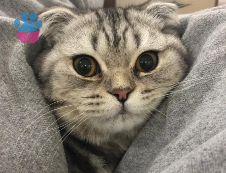 Scottish Fold Shorthair 10 Aylık Kedim Eş Arıyor