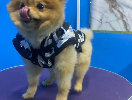 Pomeranian Boo 1 Yaşında Köpeğim Eş Arıyor - 118975145