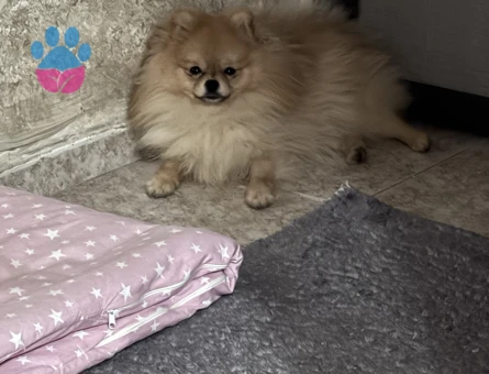 Pomeranian Boo 1 Yaşında Köpeğim Eş Arıyor