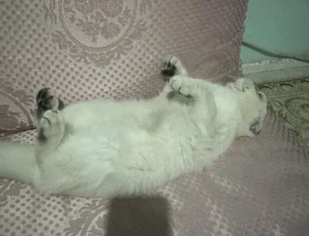 Scottish Fold 1 Yaşında Kedim Eş Arıyor - 118975147