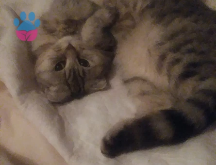 Scottish Fold 1 Yaşında Kızım Eş Arıyor