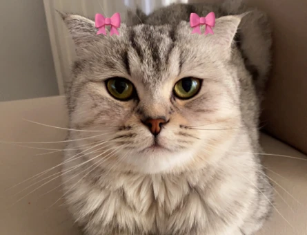 Scottish Fold 1 Yaşında Kızım Eş Arıyor - 118975149