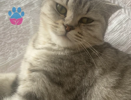 Scottish Fold 1 Yaşında Kızım Eş Arıyor