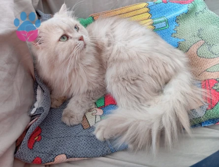 British Longhair Beylikdüzü erkek