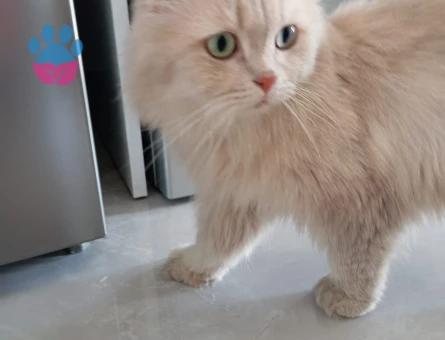 British Longhair Beylikdüzü erkek