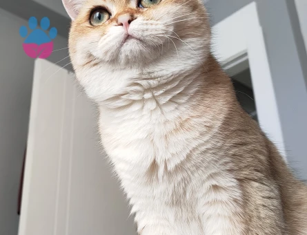 BRİTİSH SHORTHAİR GOLDEN