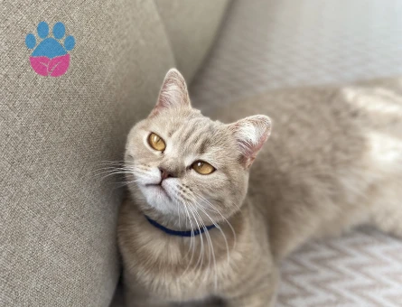 British Shorthair Kızma Eş arıyorum