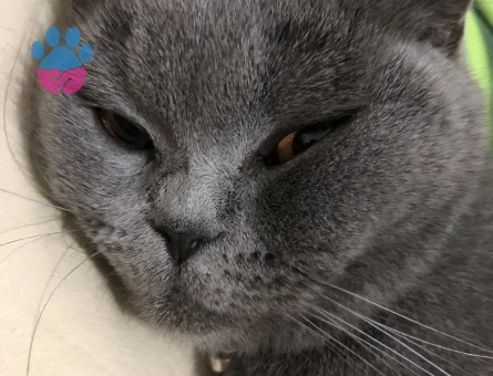 Kızgınlık dönemi gelen dişi kedime damat arıyorum