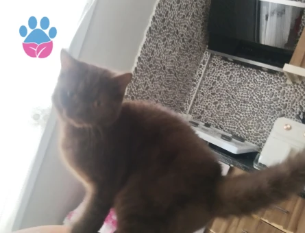 British Shorthair Karam Eş Arıyor