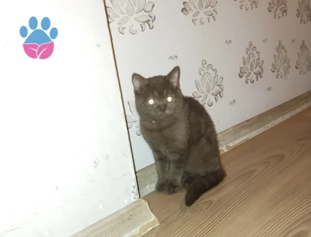 British Shorthair Karam Eş Arıyor