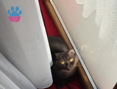 Scottish Fold Dişi Kedim Kızgınlıkta Eş Arıyor