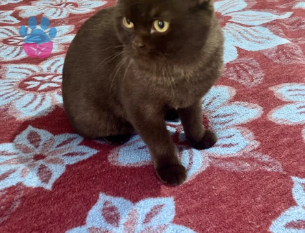 Çikolata  oğlumuza eş arıyoruz