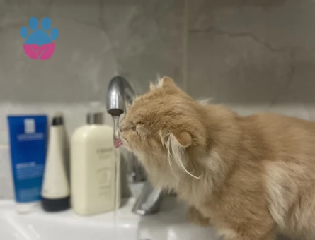 Chincilla 1 yaşında erkek