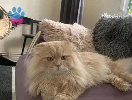 Chincilla 1 yaşında erkek