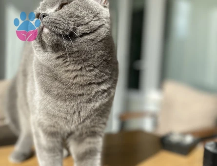 BRITISH KIZIMIZA EŞ ARIYORUZ