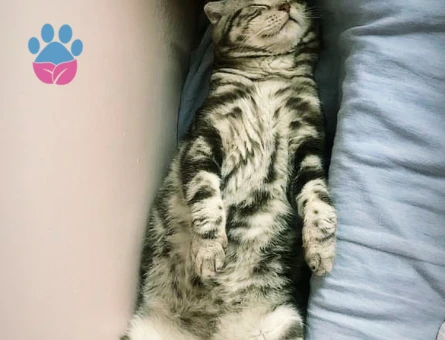 Scottish Fold 6 Yaşında Kedim Eş Arıyor