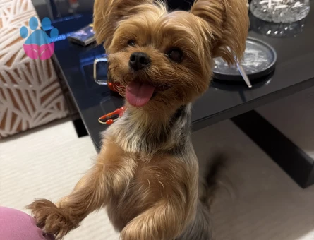 2.5 yaşındaki Yorkshire cinsi kızımıza eş arıyoruz