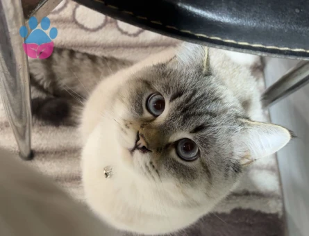 British Shorthair Colorpoint (Lynx Point)