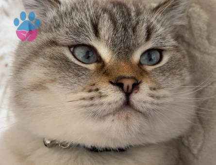 British Shorthair Colorpoint (Lynx Point)