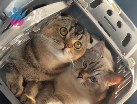 British Shorthair Colorpoint (Lynx Point)