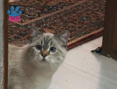 British Shorthair Colorpoint (Lynx Point)