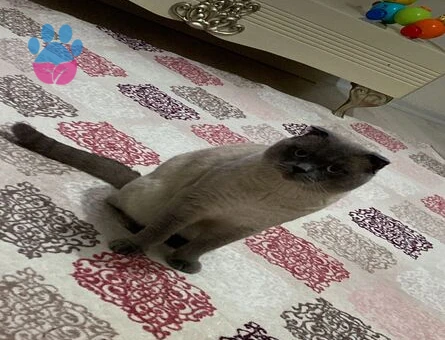 2 Yaşındaki Yakışıklı Oğlum İçin Çiftleşmeye Eş Arıyorum