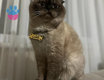 Scottish Kedime Eş Arıyorum