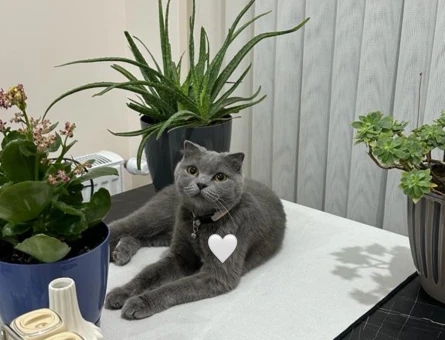 Scottish Fold Kızıma Eş Arıyorum - 118964512