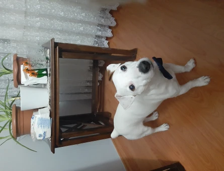 Jack russel 1 Yaşında Köpeğim Eş Arıyor - 118964514