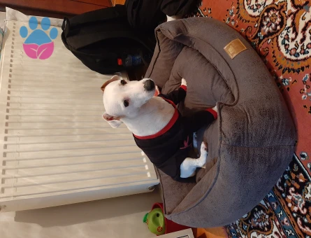 Jack russel 1 Yaşında Köpeğim Eş Arıyor