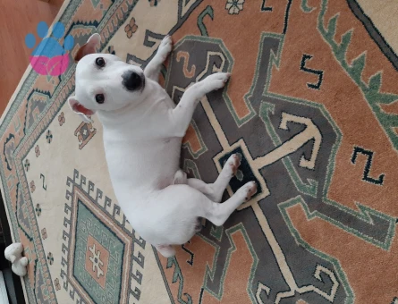 Jack russel 1 Yaşında Köpeğim Eş Arıyor