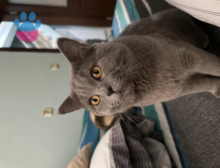 British Shorthair 1 Yaşında Kedime Eş Arıyorum