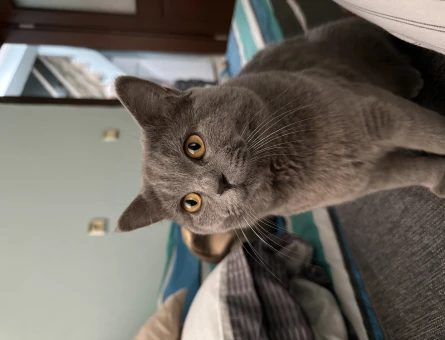 British Shorthair 1 Yaşında Kedime Eş Arıyorum - 118964515