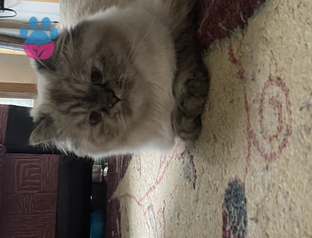 İran Kedisi 1 Yaşında Dişi